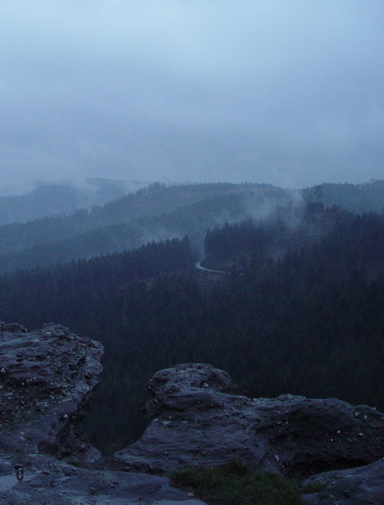 Forest-1