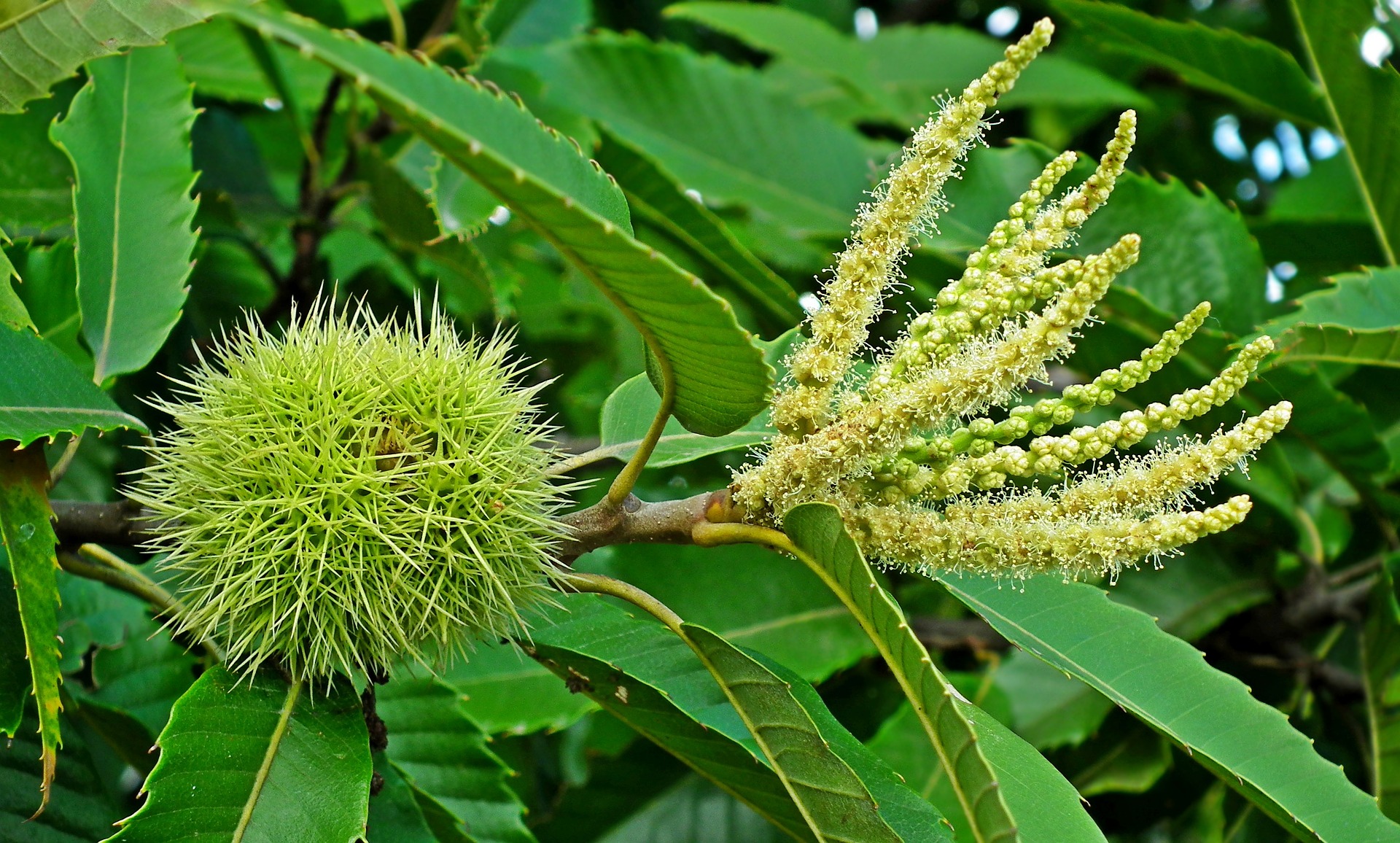 Chestnut-3695465 1920