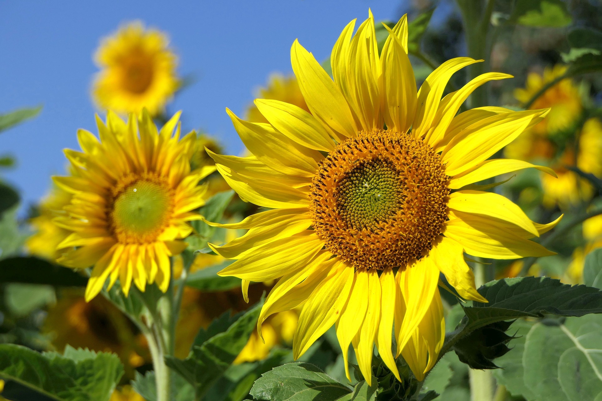 Sunflower-3526901 1920