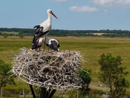 Affût ornithologique pour cigognes, en Vendée.