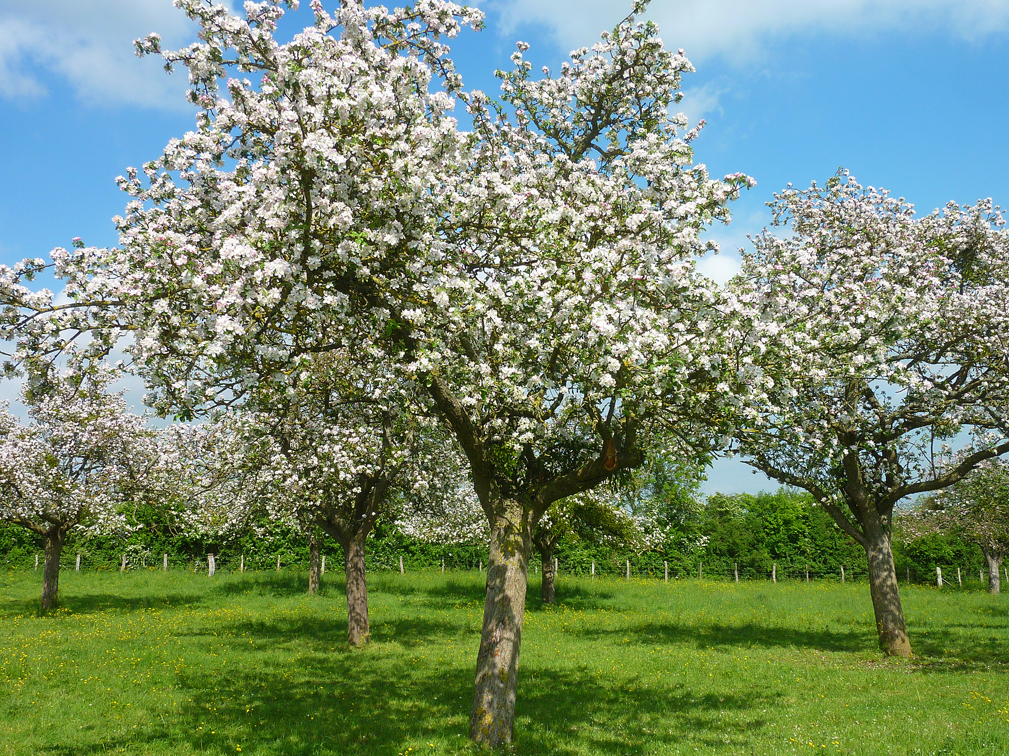 Calvados pommier fleur champ 13001 calvados tourisme libre