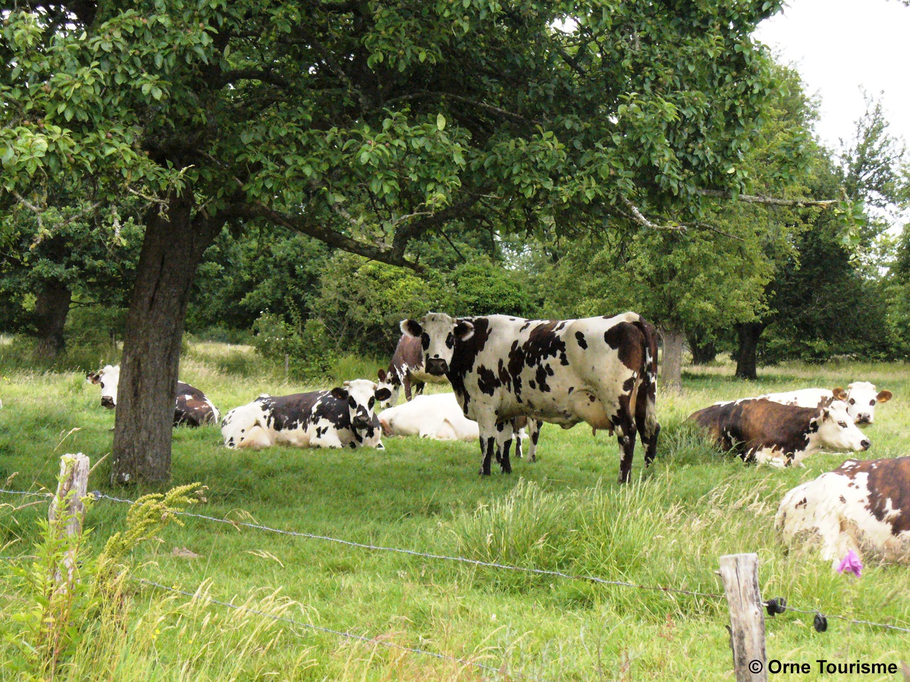 Vache normande cphoto orne tourisme