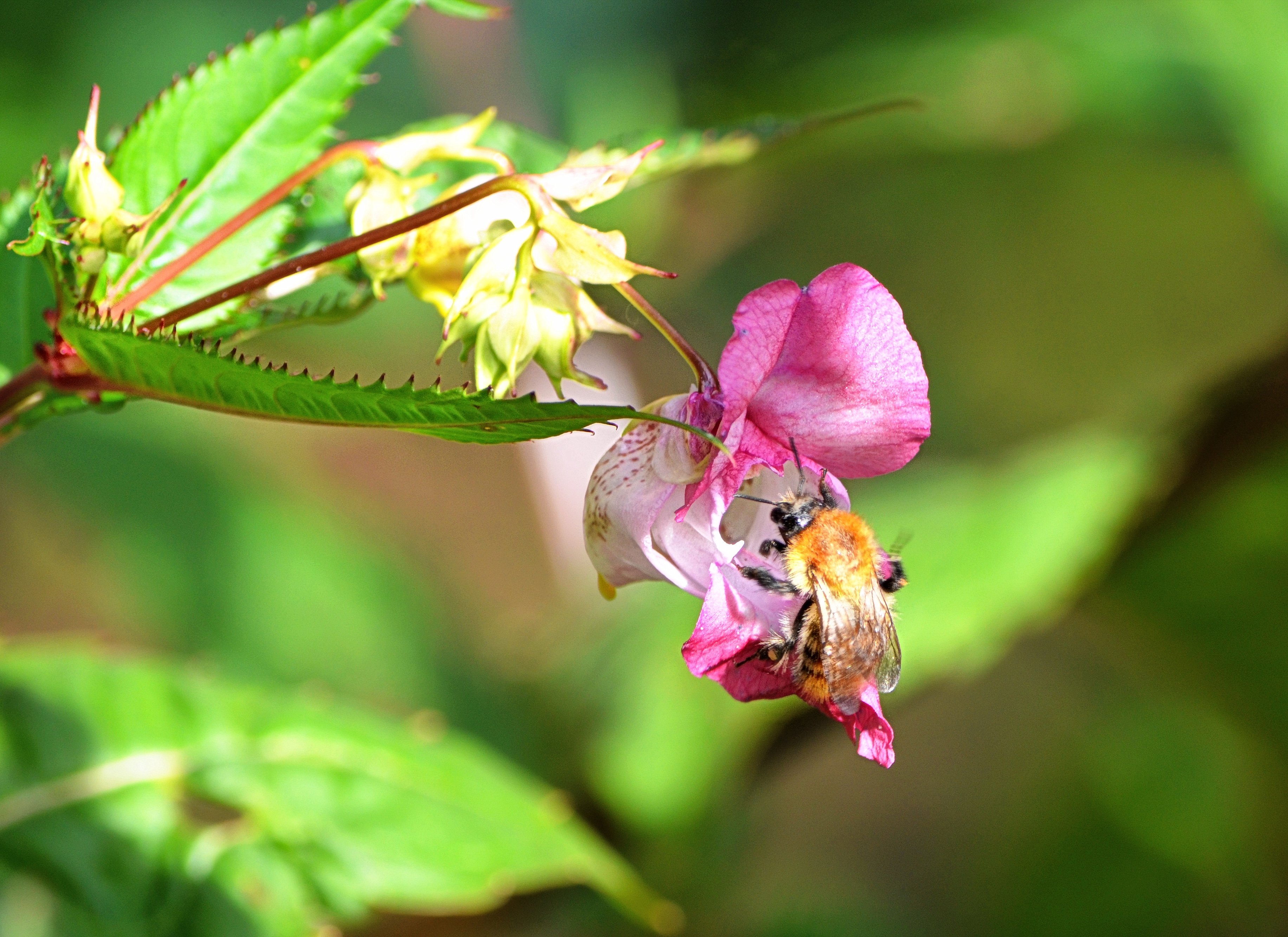 Abeille-sur-balsamine-web-082012