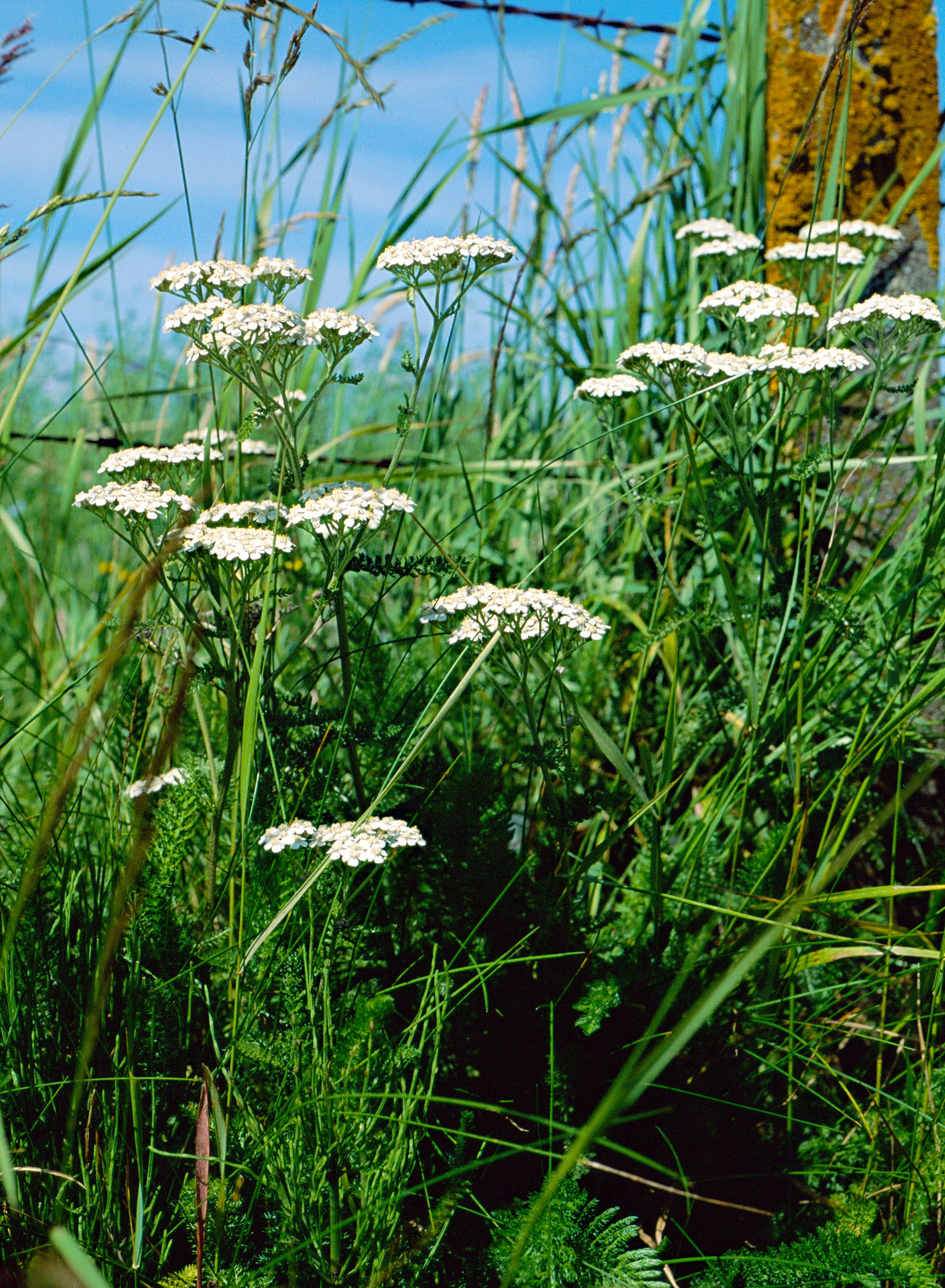 Achillee-millefeuille-web