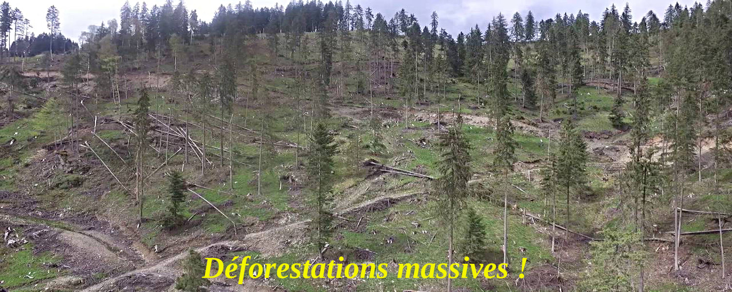Deforestations