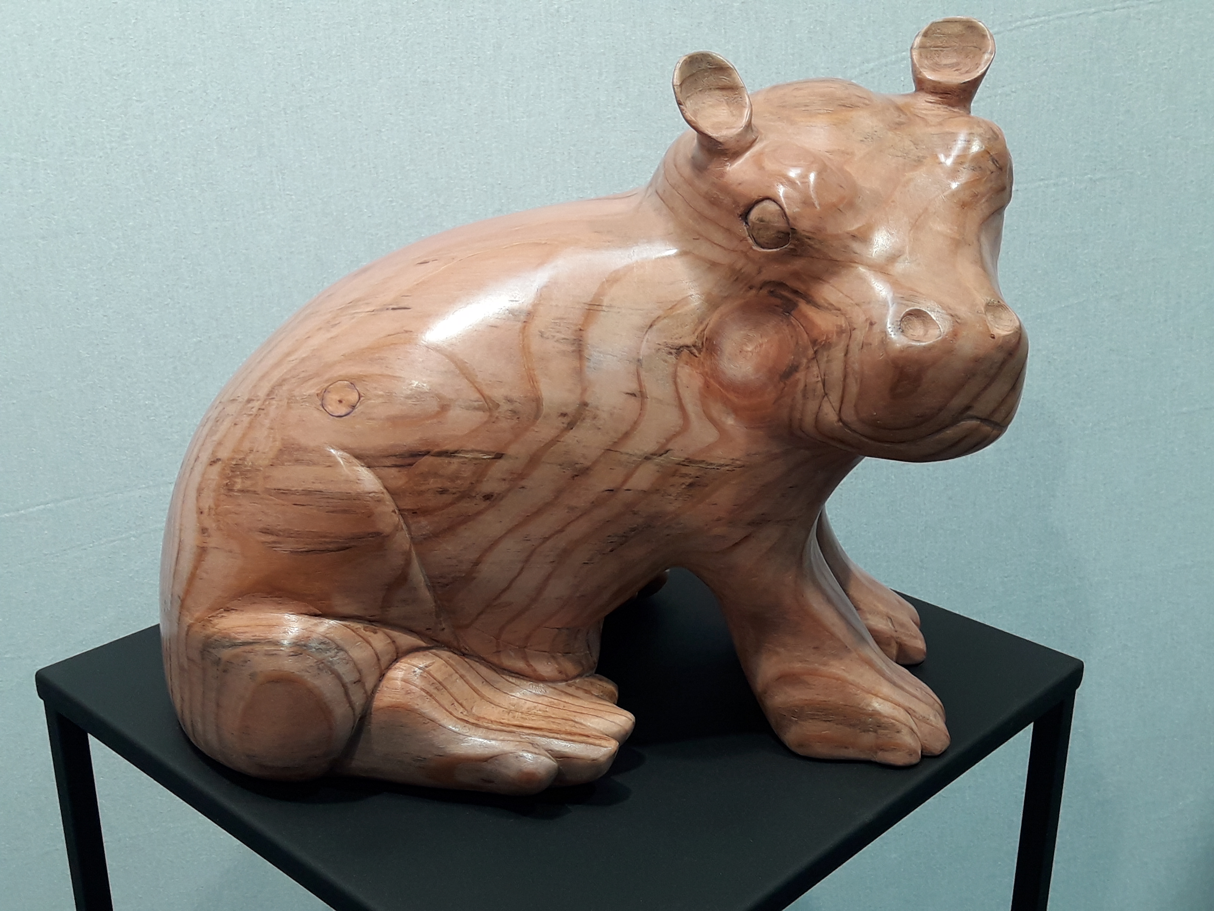 Bebe hippopotame
