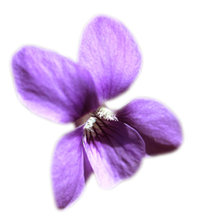 Violette