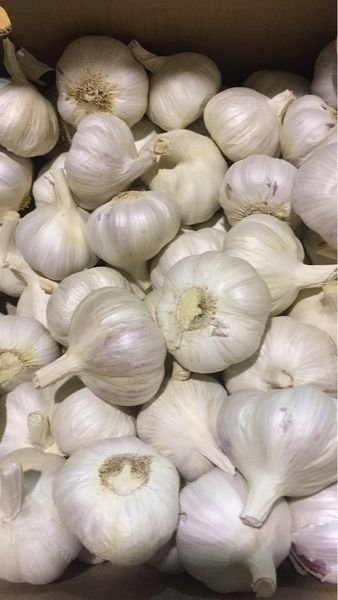 IMG 3318-11-11-20-08-35