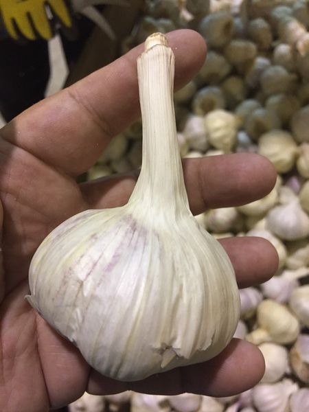 IMG 3290-11-11-20-08-35