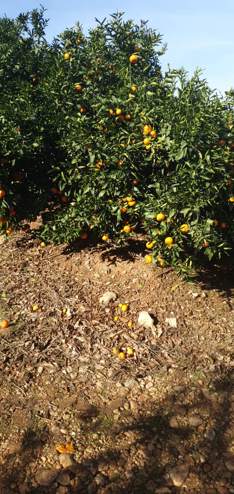 Naranja