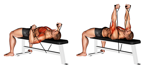 12541105-Band-Bench-Press Chest small