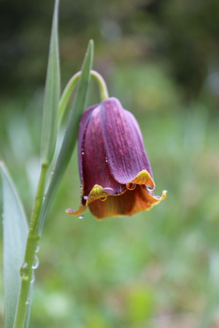 Fritillaire2