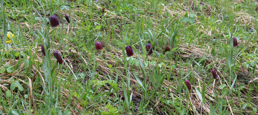 Fritillaire