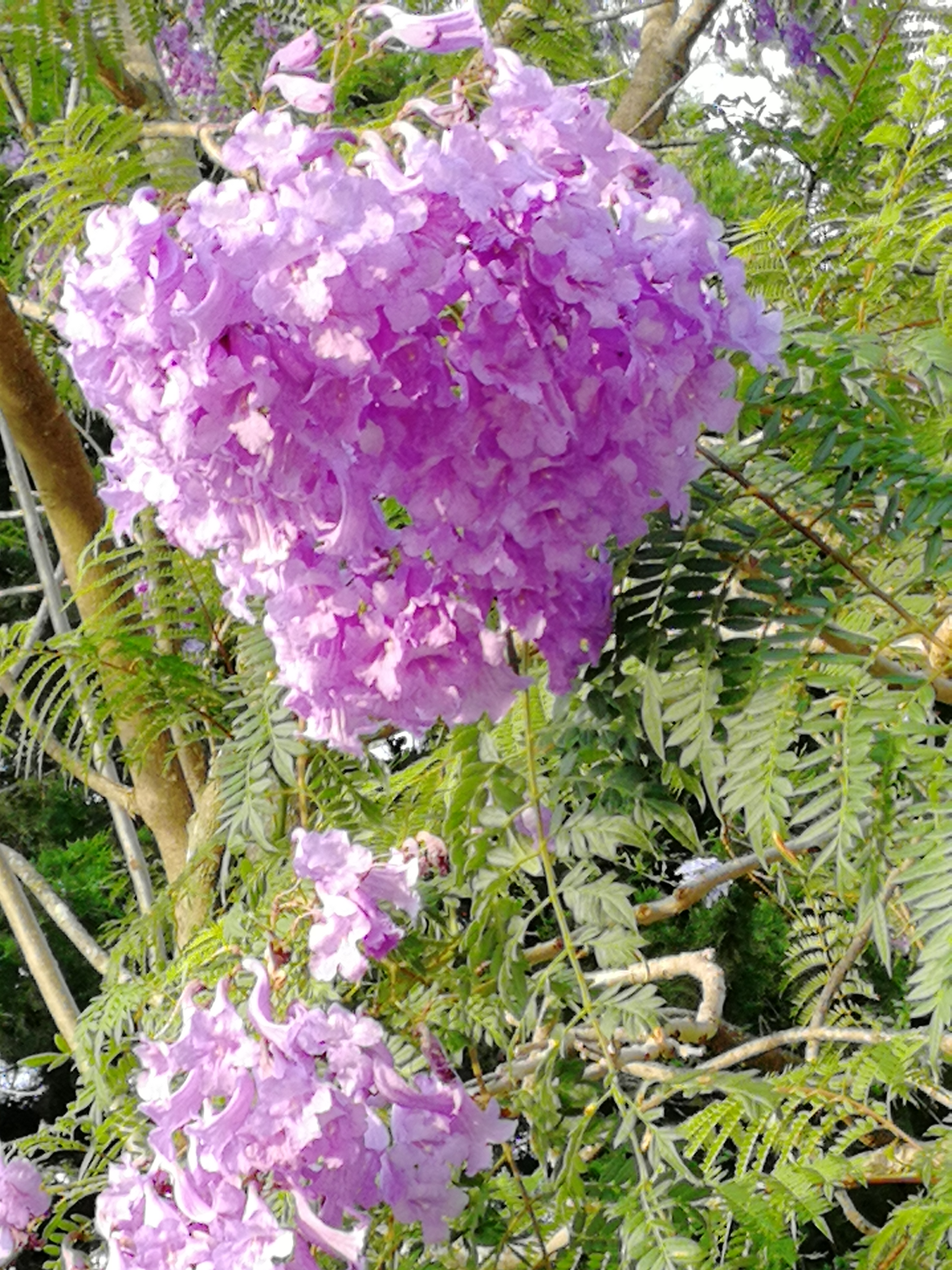 IMG 20200701 074806