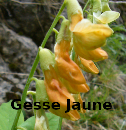 Gessse-Jaune-Select