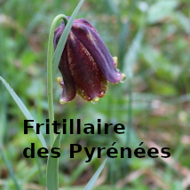 Fritillaire-Select