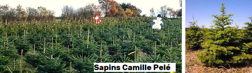 Sapins1