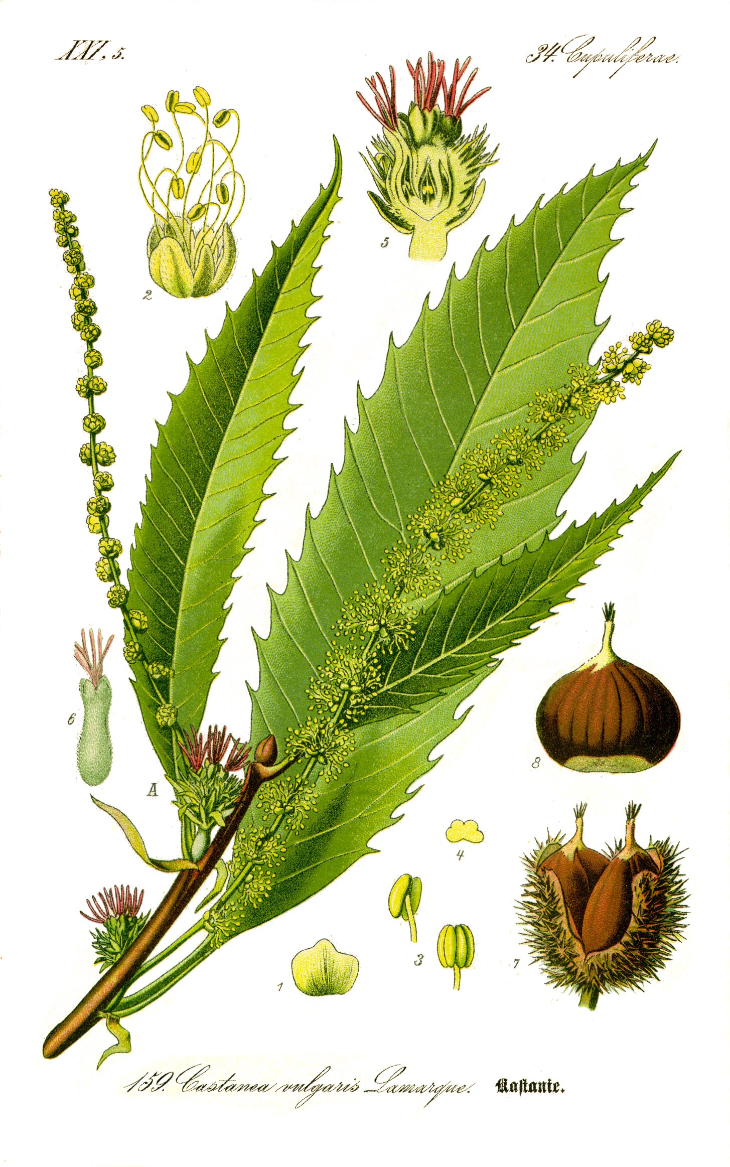 Illustration Castanea sativa0 clean