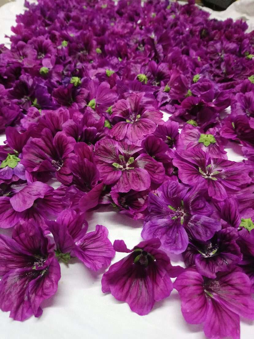 Marc buergo fleurs