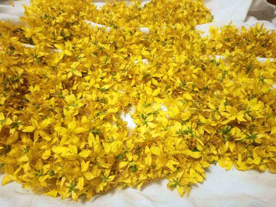 Marc buergo fleurs1