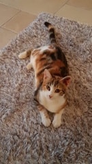 Diva