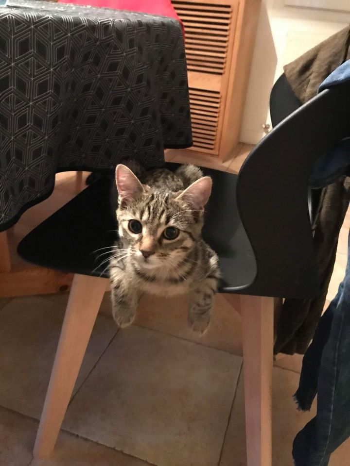 Leia