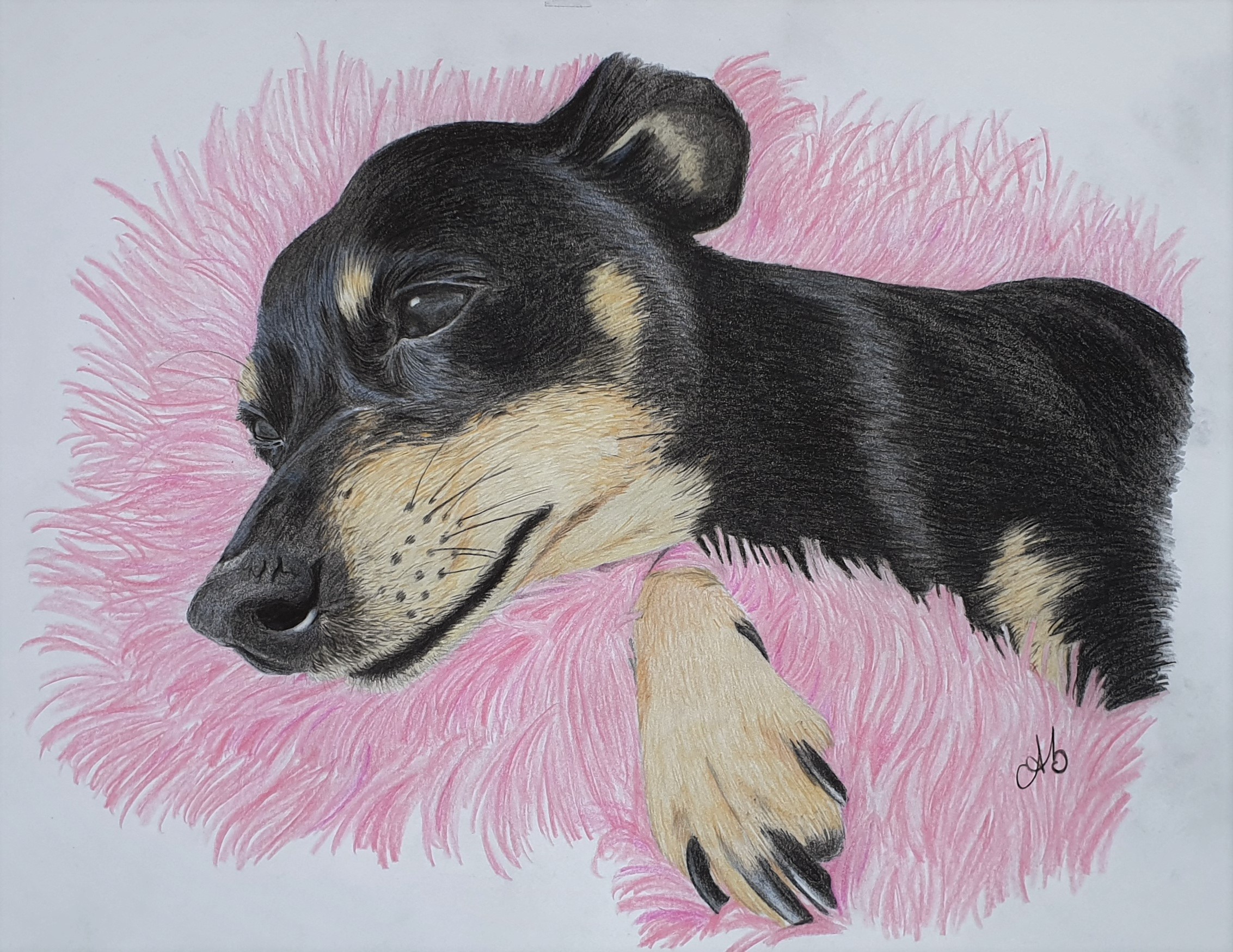 Portrait d'un pinscher nain
