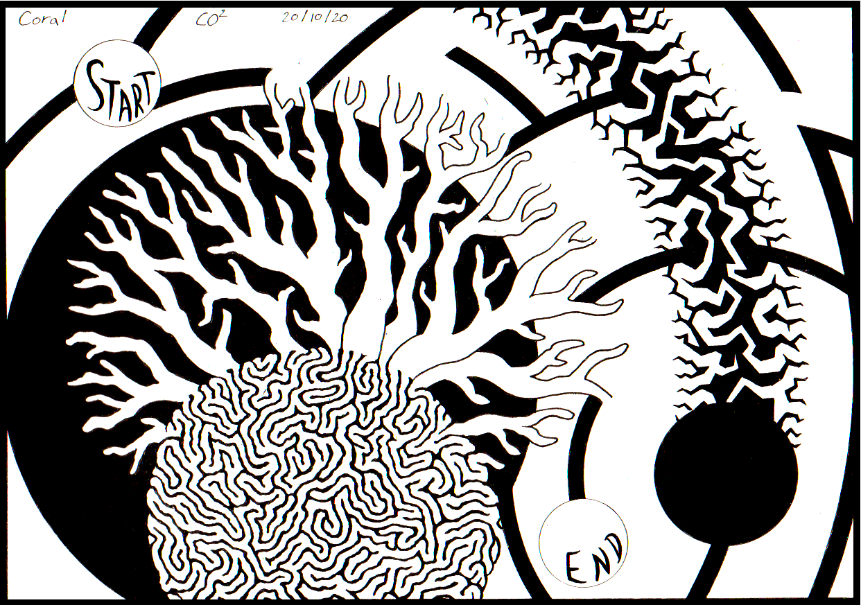 20 coral