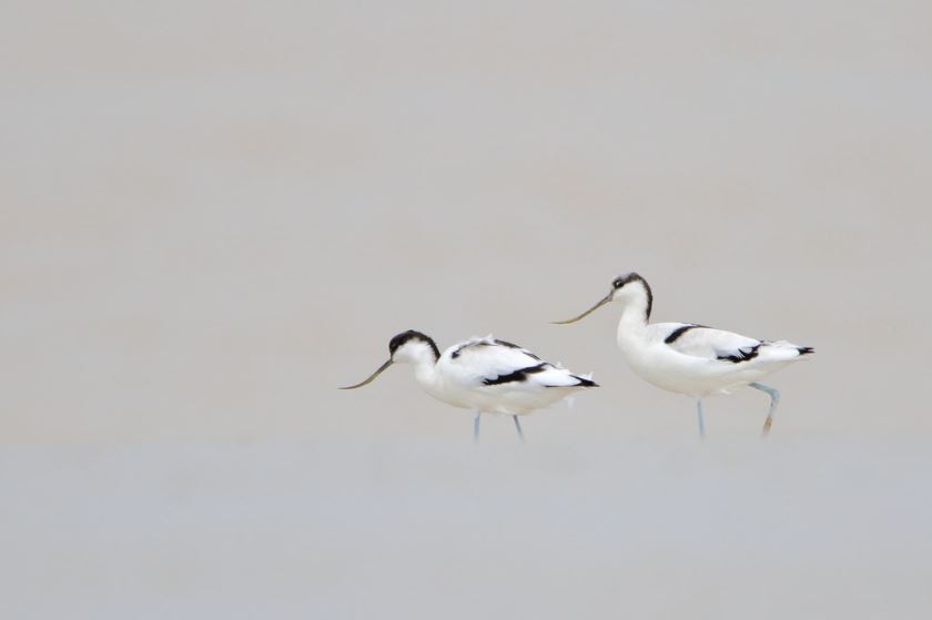 Avocettes