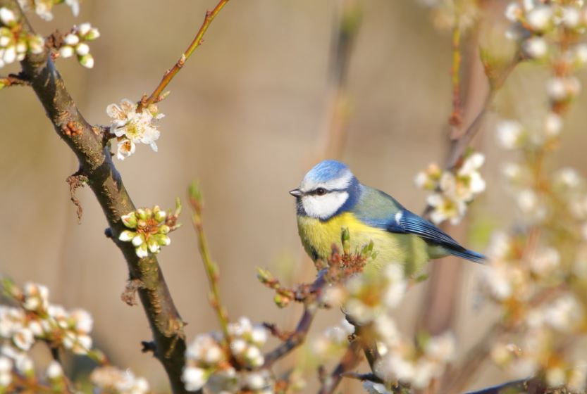 Mesange bleue