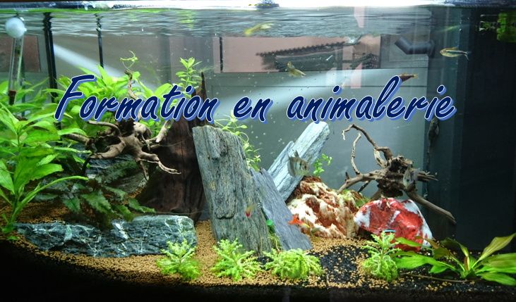 Page accueil