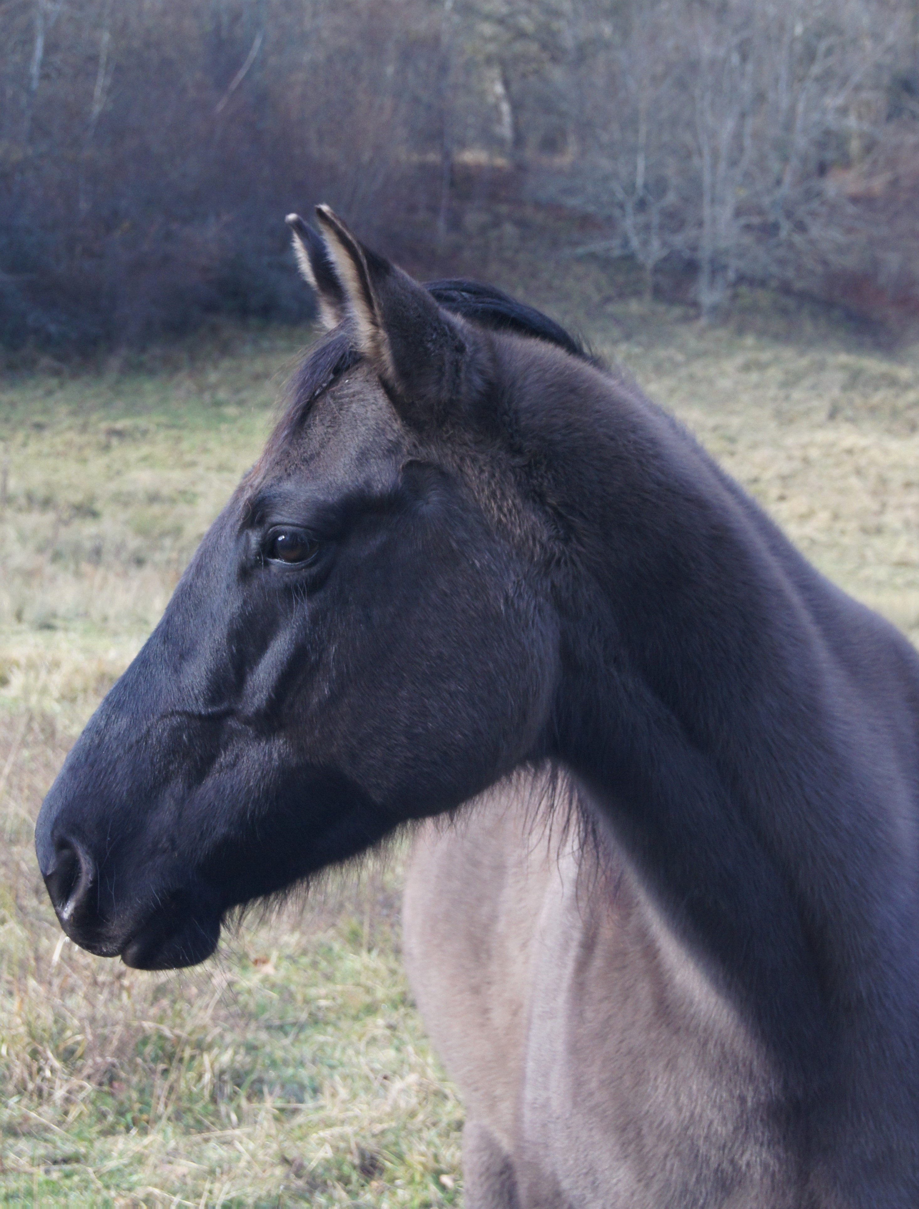 DIAMS JACK BRENNS / Quarter Horse / fondation / foundation / 93% NFQHA / grullo / QH / ranch horse / Franche-Comté / France / élevage Baldrock Ranch