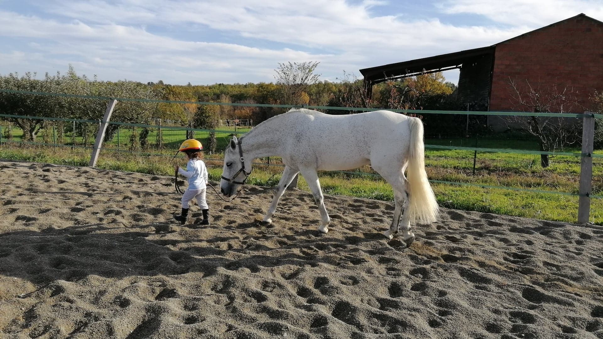 Poney