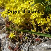 Orpin-brulant-select