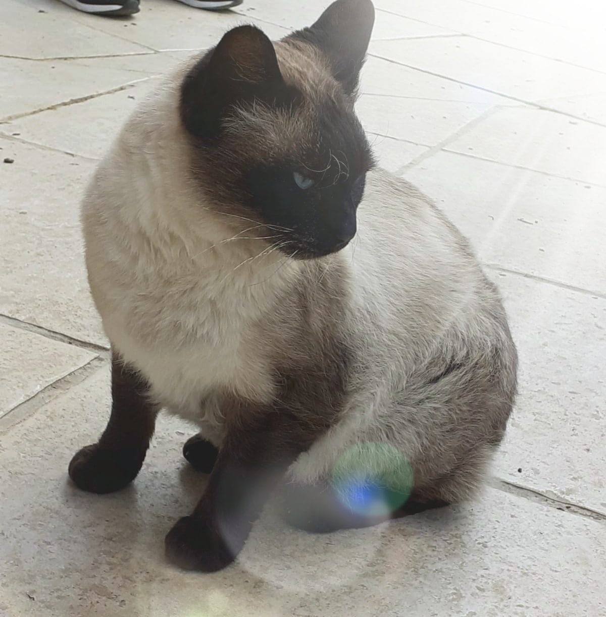 Balou2