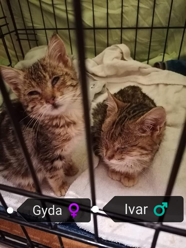 Ivar1