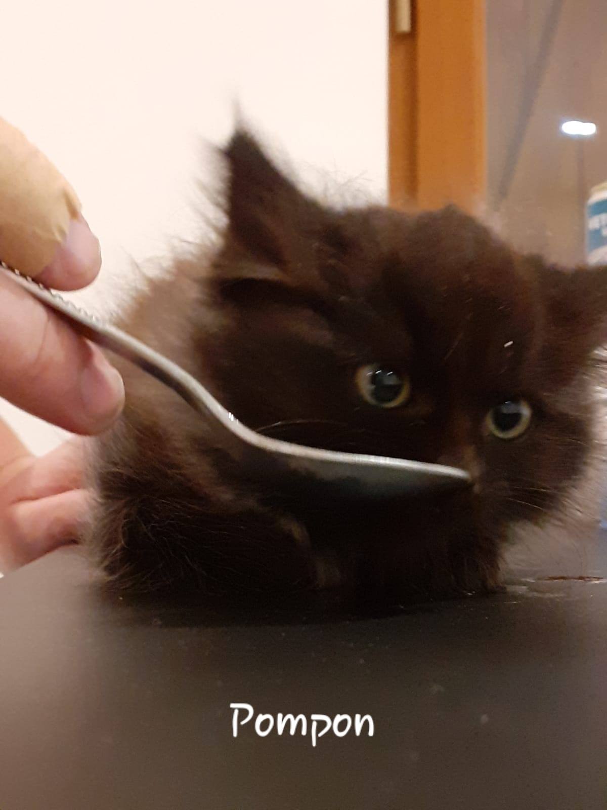 Pompom