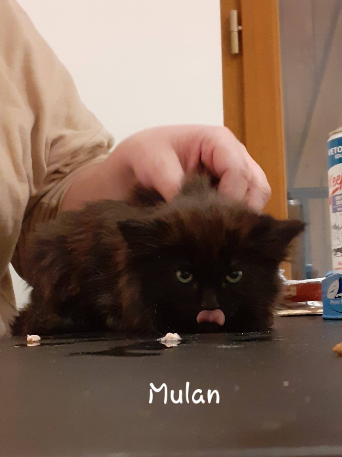 Mulan