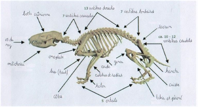 Squelette-herisson-2-
