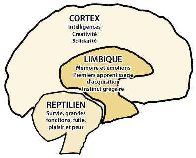 Cerveau 3 zones reptilien limbique cortex