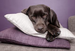 Chien sur coussins