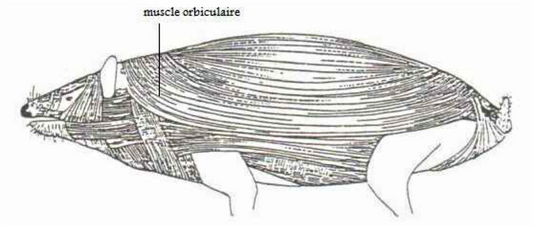 Muscle-orbiculaire-source-these-de-Gael-Berthevas