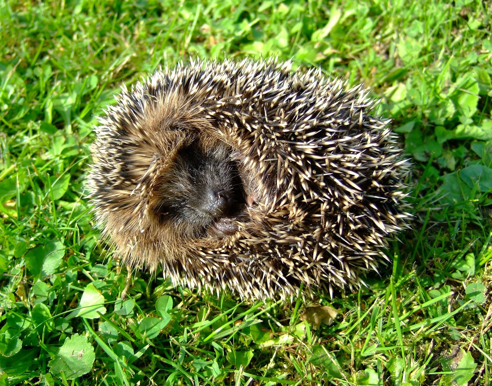 Herisson-en-boule