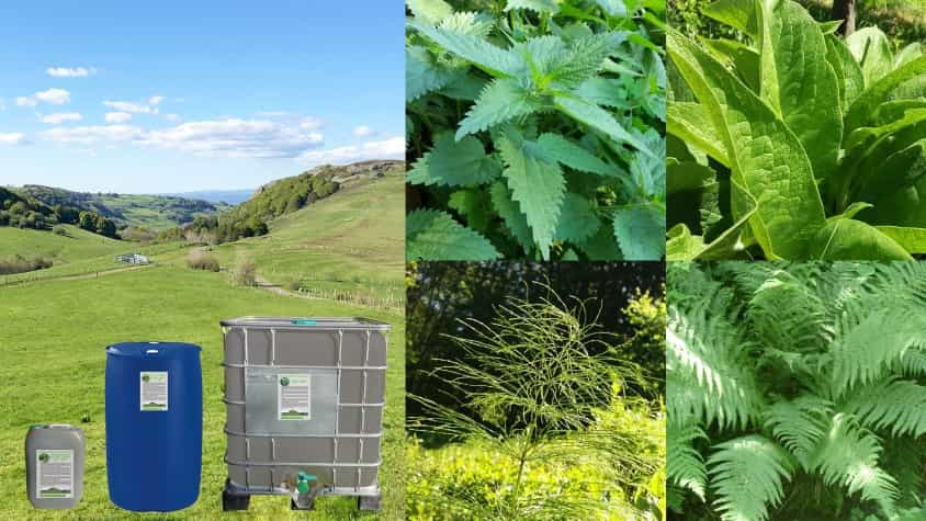 Purins de plantes