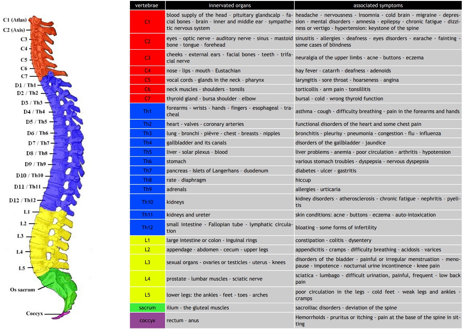 Spine
