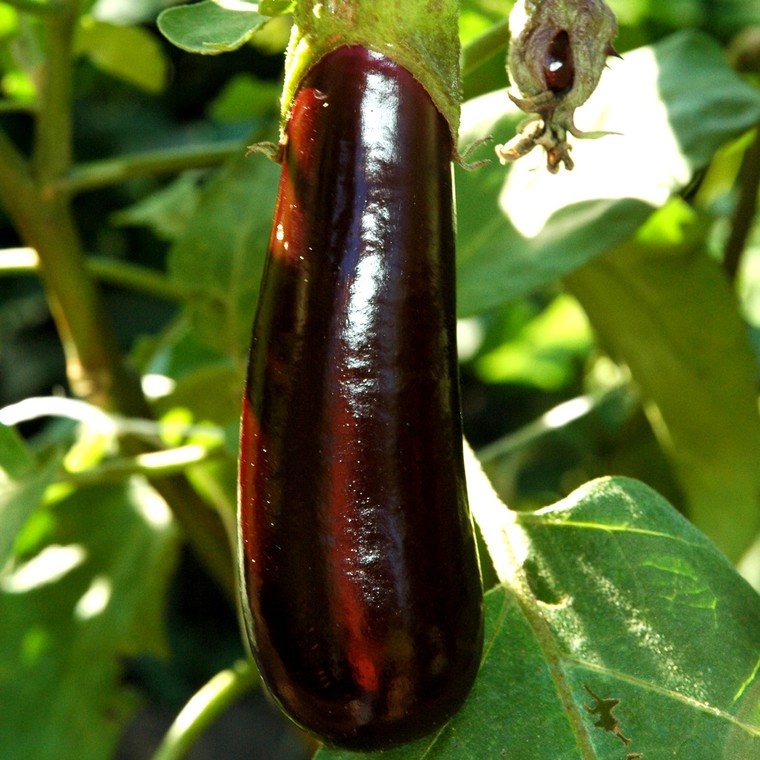 aubergine