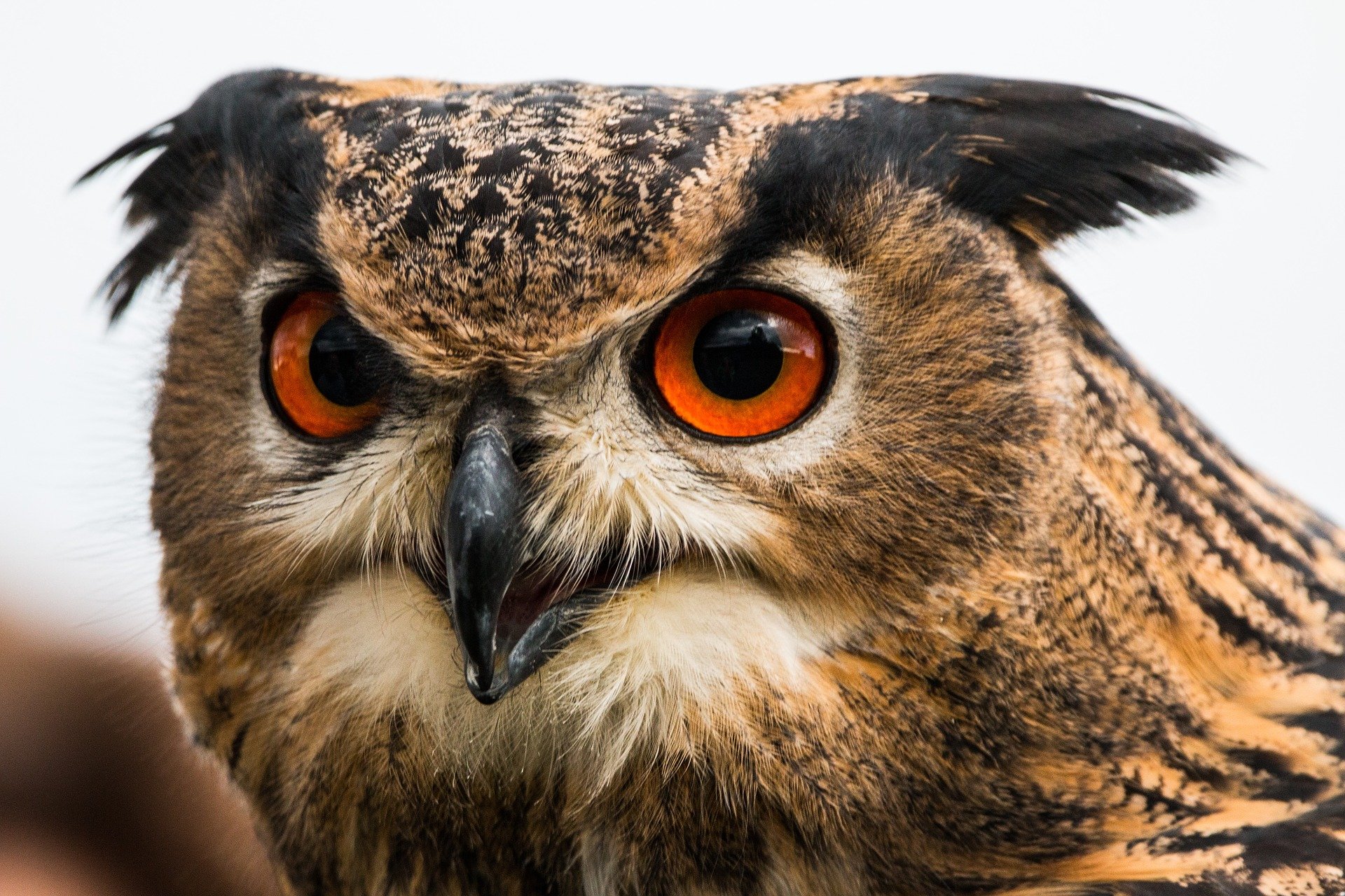 Hibou-grand-Duc