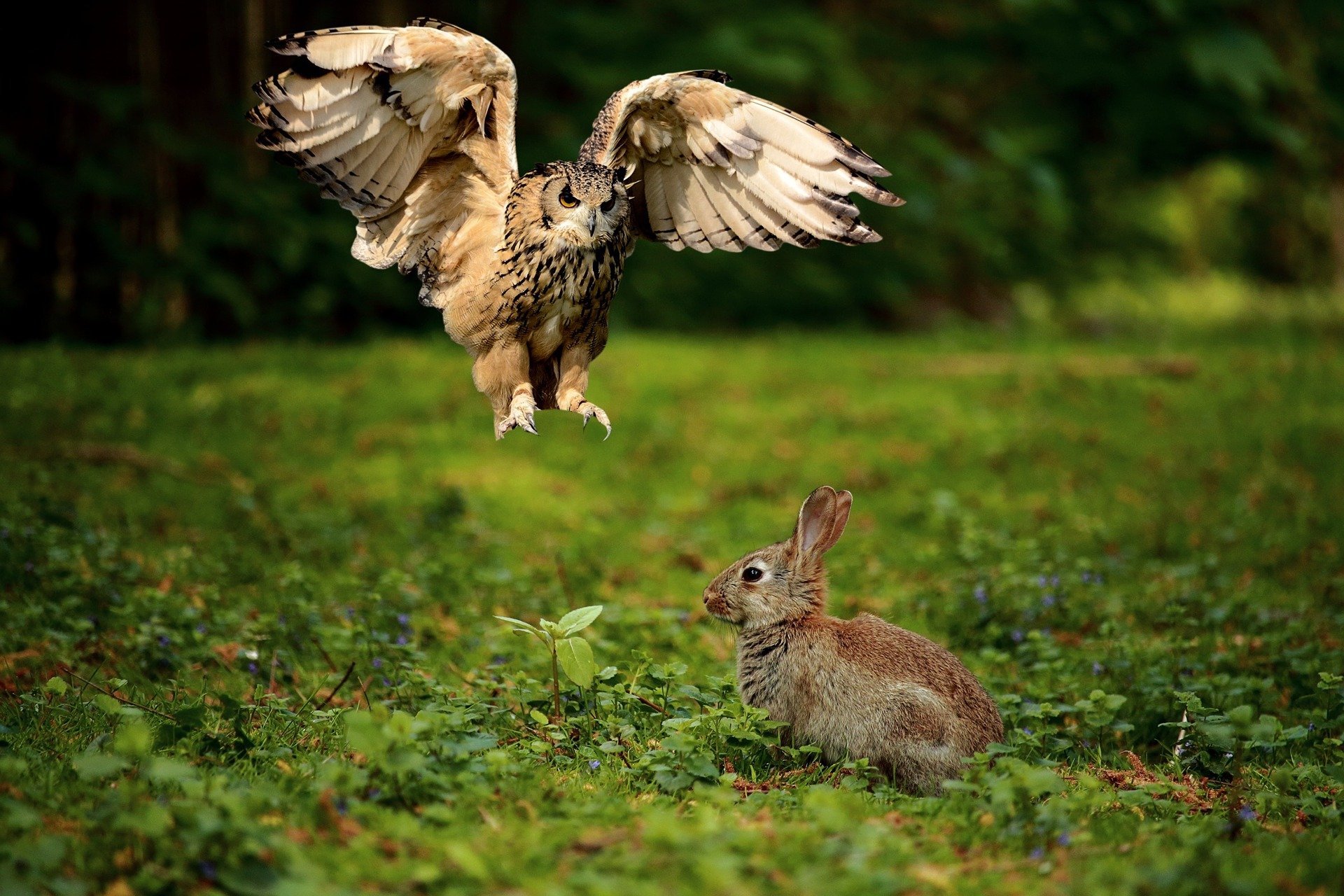 Owl-2907205 1920