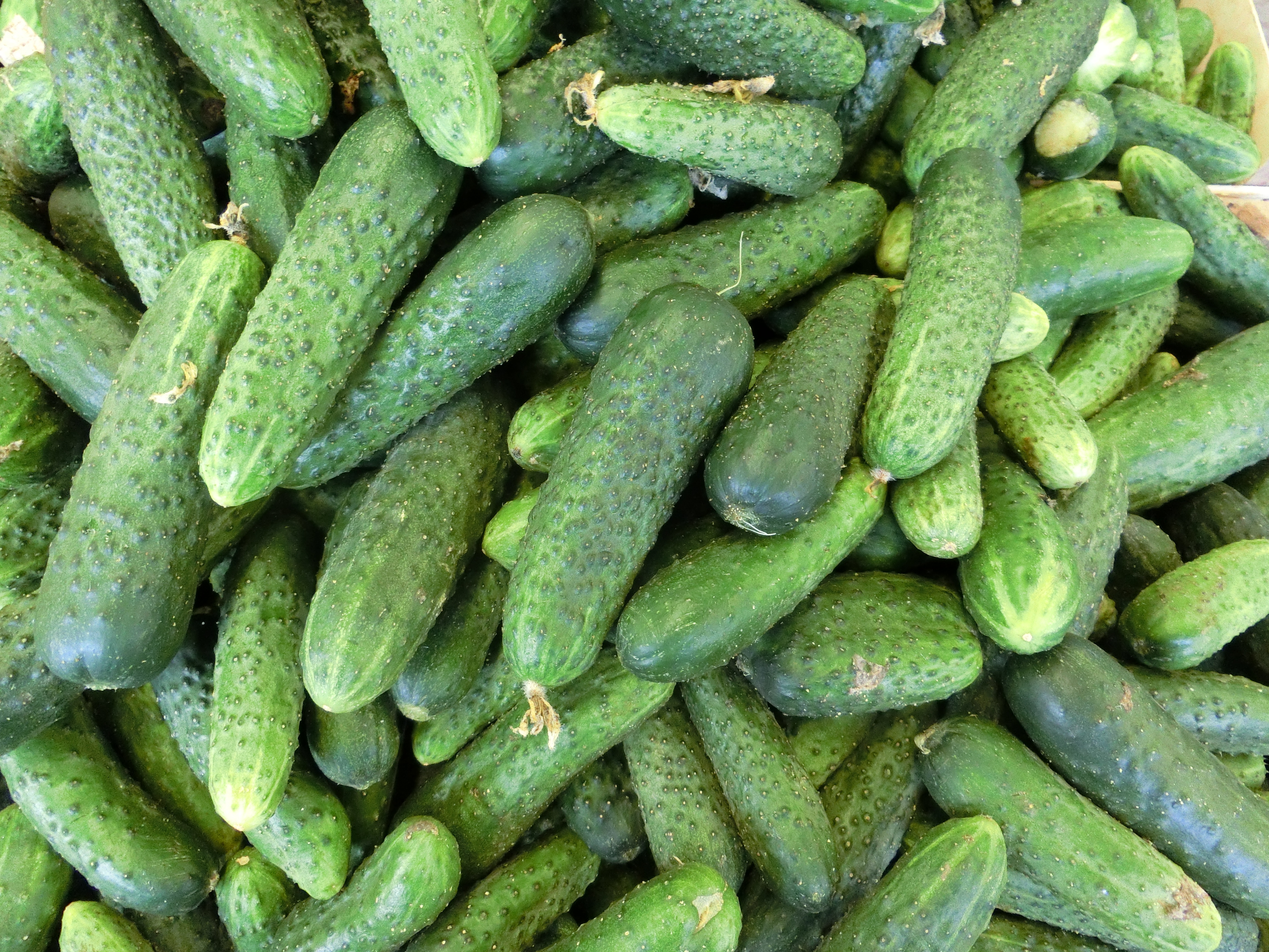 Cornichon et concombre