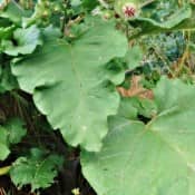 Bardane (fabrication-purin-extrait fermenté)